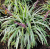 Liriope Variegado X 3 Unidades Decojardin Vivero A Tu Medida 1