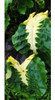 Colocasia White Lava 2
