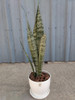 Sansevieria /lengua De Suegra + Maceta Premium 2