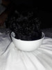 Caniche Hermoso Bb Super Chiquitos 0