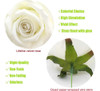 Cn-knight Rosa Artificial A Granel Al Por Mayor 20pcs 10'' R 2 Cn-knight Rosa Artificial A Granel Al Por Mayor 20pcs 10'' R 2