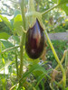 Tierra Negra Abonada 6