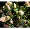 Fiveseasonstuff Flores De Cardo Artificiales De Tamaño Real 2