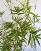 Bambú Múltiplex - Golden Goddes 10 Lts 3