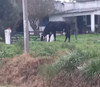 Vaca De Leche 1 Vaca De Leche 1