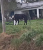 Vaca De Leche 2 Vaca De Leche 2