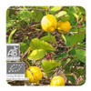 Aceite Esencial Pranarom Limón 10ml 1