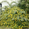 Hypericum Moserianum Compacto , Cubresuelos ! 1