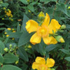 Hypericum Moserianum Compacto , Cubresuelos ! 2