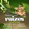 Zamioculca Formada Muda Em Vaso 2