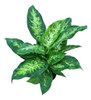 Planta Diffembachia Spark 0