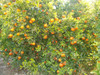 Arbol De Naranja, Naranjo, Citrico, Limoneros, Mandarina!!! 1