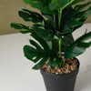 Planta Monstera 2 Planta Monstera 2