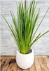 Planta Diete Con Jardinera 1