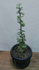 Planta Árbol De La Abundancia O Portulacaria Afra 6