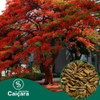 Sementes De Flamboyant Vermelha 500g 0