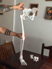 Huesos Didácticos Miembro Inf Dercho Completo Pelvis A Pie 1