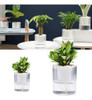 Maceta Para Hidroponia 10cm Plantas Jardín Decoración 2