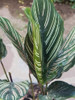 Planta Mil Raya. Maceta N° 17 2