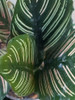 Planta Mil Raya. Maceta N° 17 4