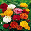 Bulbos De Marimonia (x12 Bulbos Mix) Bulbos De Holanda 2 Bulbos De Marimonia (x12 Bulbos Mix) Bulbos De Holanda 2
