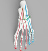 Pie Anatomico Articulado Estudio Jmc 3d 2