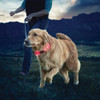 Collar Led Mascota Perro Gato Paseo Seguridad Talle Xl  L222 2