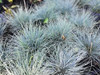 Planta Festuca Glauca 1 Planta Festuca Glauca 1