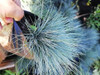 Planta Festuca Glauca 2 Planta Festuca Glauca 2