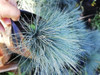 Planta Festuca Glauca 3 Planta Festuca Glauca 3