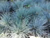 Planta Festuca Glauca 4 Planta Festuca Glauca 4