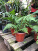 Helecho Arboreo M19 Alsopila 0