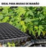 Bandeja Para Mudas De Grama Tifton 128 Células Sementeira 5