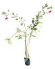 Planta Hibisco Envío Gratis 0 Planta Hibisco Envío Gratis 0