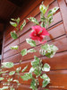 Planta Hibisco Envío Gratis 1 Planta Hibisco Envío Gratis 1