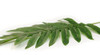 Hoja Artificial Palmera 72cms X 2  Unidades 7