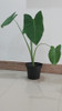 Planta Oreja De Elefante 3 Planta Oreja De Elefante 3