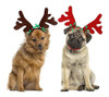 Bwogue 2 Set Dog Elk Reno Cornamenta Diadema Para Navidad Pe 0 Bwogue 2 Set Dog Elk Reno Cornamenta Diadema Para Navidad Pe 0