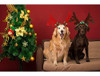 Bwogue 2 Set Dog Elk Reno Cornamenta Diadema Para Navidad Pe 2 Bwogue 2 Set Dog Elk Reno Cornamenta Diadema Para Navidad Pe 2