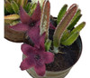 Stapelia Grandiflora - Planta 0