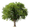 Árbol Cambuata Envío Gratis 0