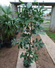 Árbol Cambuata Envío Gratis 1