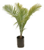 Palmera Ravenea Rivularis,   Exòtica De Colecciòn ! 0