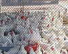 Malla Antipajaro Tejida 1.5x1.5 Avicola - Pack 25 X 4 Metros 2 Malla Antipajaro Tejida 1.5x1.5 Avicola - Pack 25 X 4 Metros 2