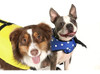 Seachoice Dog Life Vest Yellow 86320 Tamaño Pequeño 1