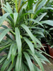 Drácena / Robusta 5