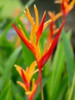 Helicônia Pisitacorum (bulbos) 0