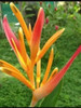 Helicônia Pisitacorum (bulbos) 2