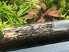 Cunguv Planaria Armadilha Sanguessuga Armadilha Flatworm Arm 4