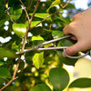 Kakuri Bonsai Twig Scissors 8.2  (210 Mm) Herramienta Profes 1